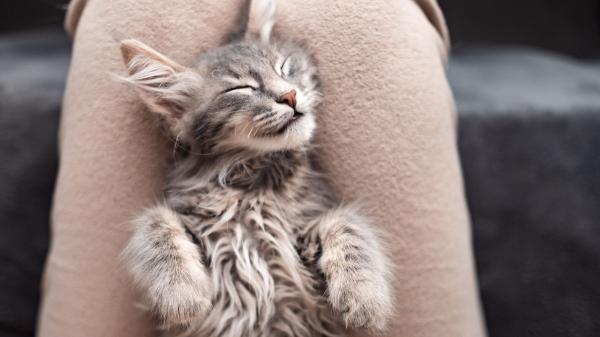 Laura García, veterinaria: “Si tu gato duerme sobre ti, está diciéndote sin palabras que se siente completamente a salvo” - Tus piernas: el lugar donde tu gato busca calor y seguridad