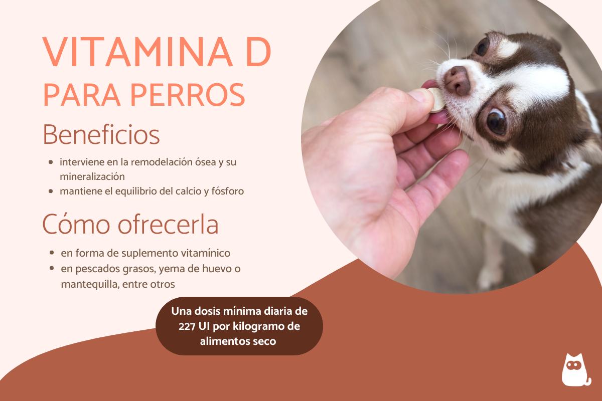 vitamina e para perros 11 vitamina d en perros dosis y como darla 26231 orig