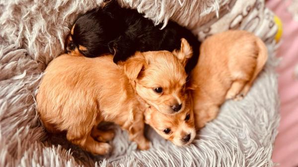 La Ley de Bienestar Animal endurece las reglas: los particulares no pueden criar perros y gatos como antes - Criar perros o gatos ya no puede hacerse libremente: esto exige la nueva normativa