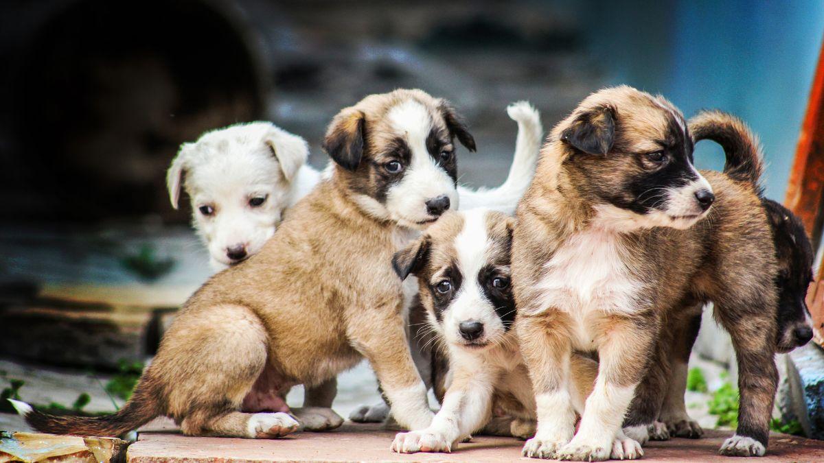 La Ley de Bienestar Animal endurece las reglas: los particulares no pueden criar perros y gatos como antes