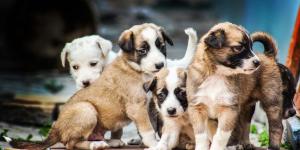 La Ley de Bienestar Animal endurece las reglas: los particulares no pueden criar perros y gatos como antes