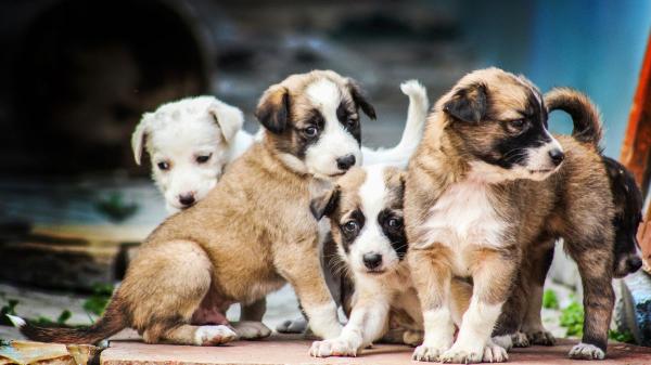 La Ley de Bienestar Animal endurece las reglas: los particulares no pueden criar perros y gatos como antes