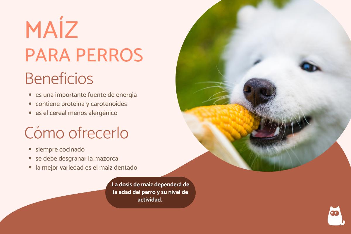 ¿Los perros pueden comer maíz o elote?