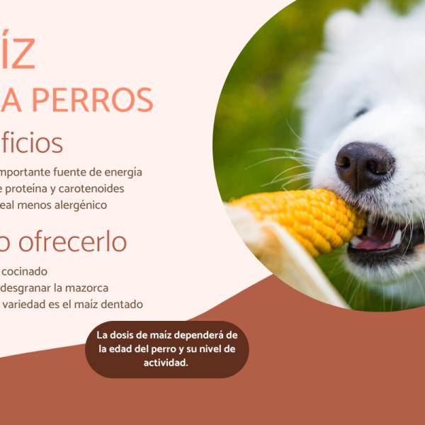 pregúntale al veterinario qué hacer si tu perro comió mazorcas de maíz