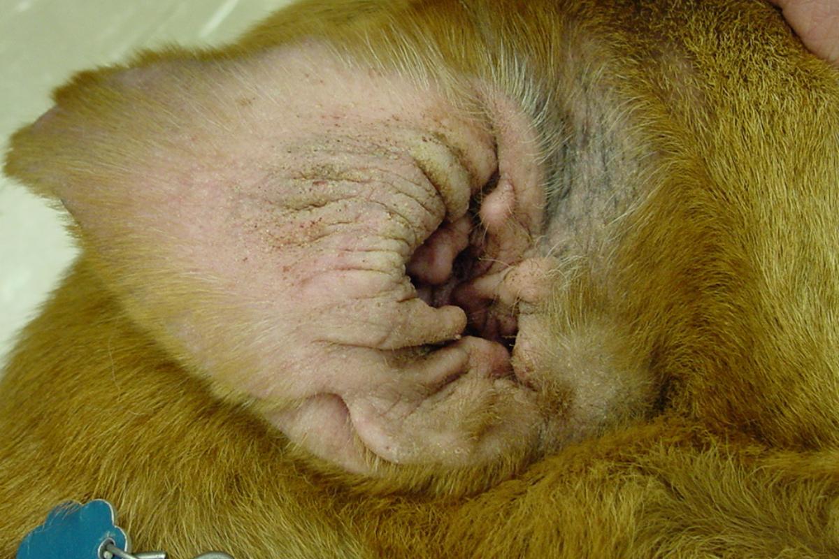 Otitis en perros - Tratamiento, síntomas y remedios caseros