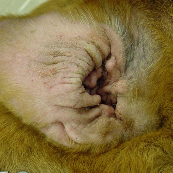 puedo usar vinagre de sidra de manzana para la infección del oído de mi perro