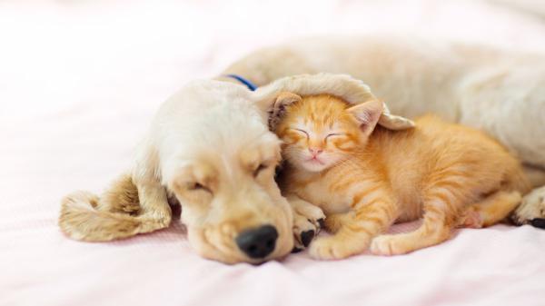 La Ley de Bienestar Animal endurece las reglas: los particulares no pueden criar perros y gatos como antes - Ya no puedes comprar perros, gatos o hurones en tiendas: esto dice la ley