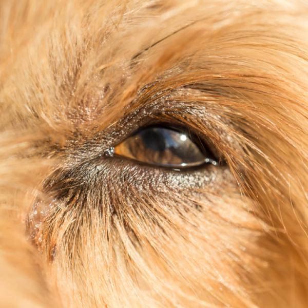 puedes poner gotas para los ojos en los ojos de un perro