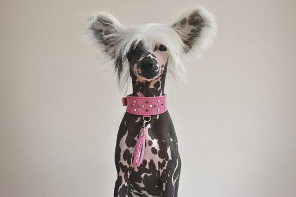 Mi perro tiene manchas negras en la barriga: causas - 1. Hiperpigmentación benigna
