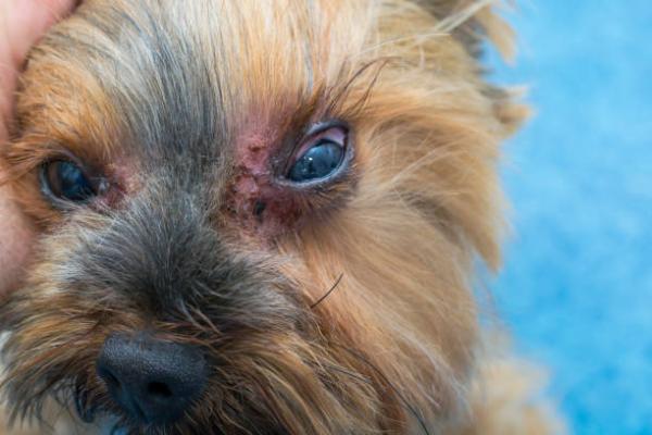 Mi perro tiene manchas negras en la barriga: causas - 2. Infecciones