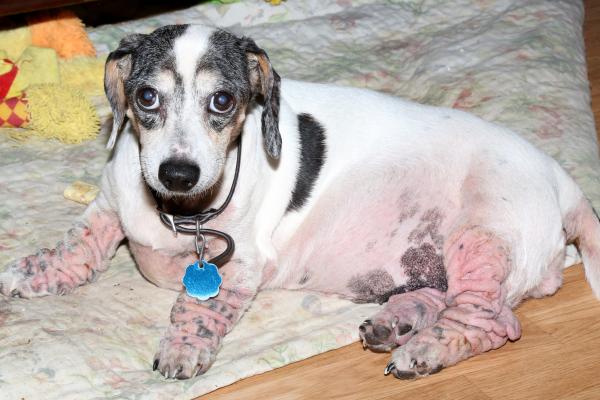 Mi perro tiene manchas negras en la barriga: causas - 3. Hipersensibilidad o alergia