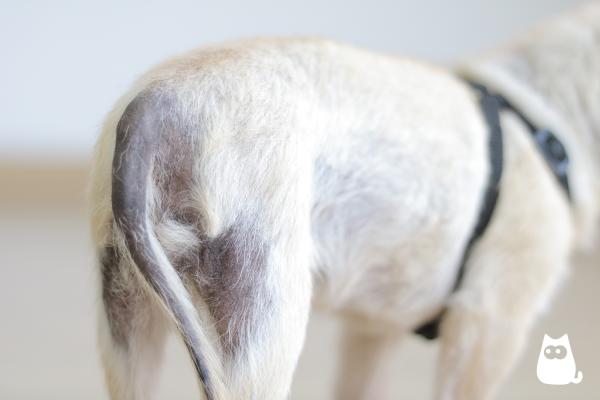 Mi perro tiene manchas negras en la barriga: causas - 4. Síndrome de Cushing