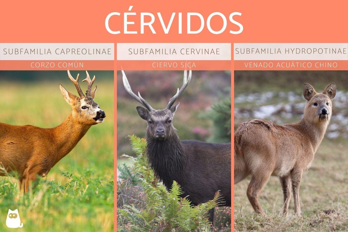 Cérvidos - Tipos, características y hábitat