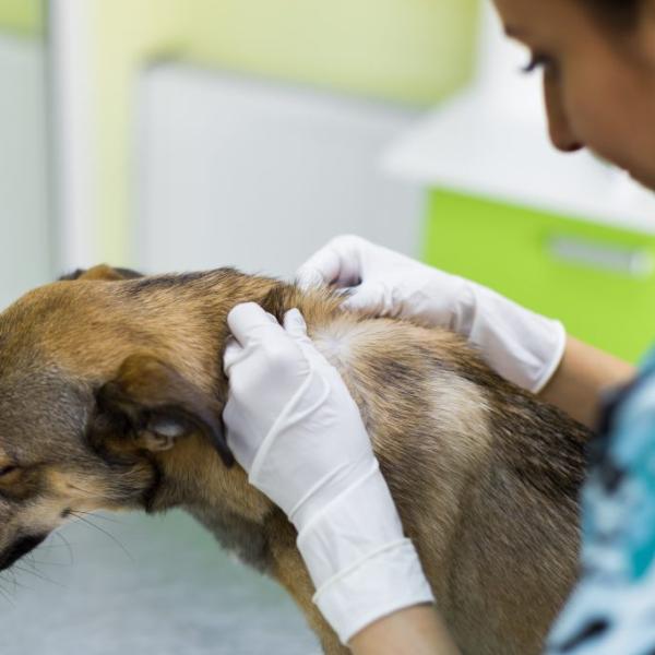 las infecciones de la piel del perro son contagiosas para otros perros