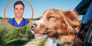 Israel Pérez, veterinario: “Dejar que tu perro mire por la ventanilla puede empeorar el mareo en el coche”