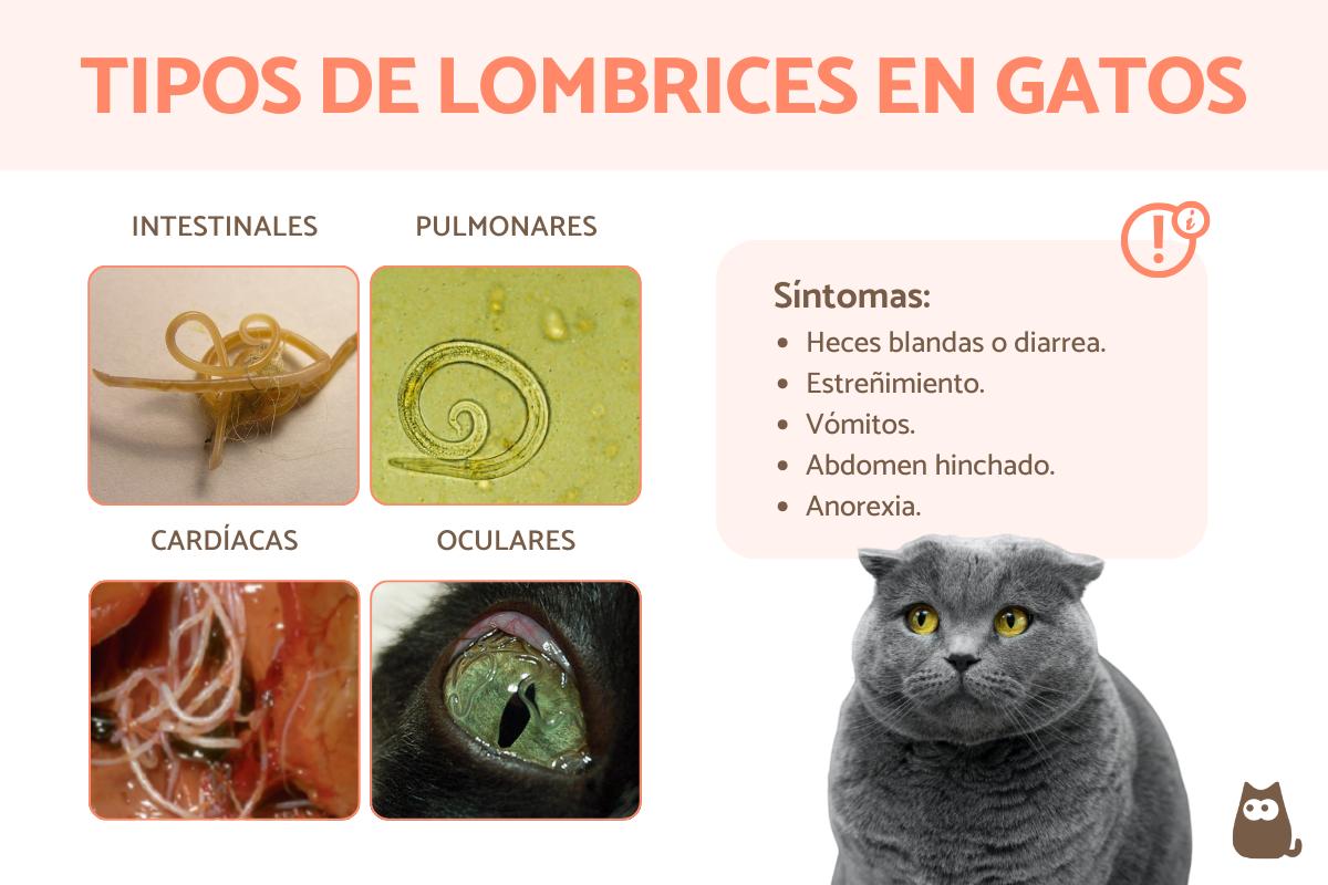 Lombrices en gatos - Tipos, síntomas y tratamiento
