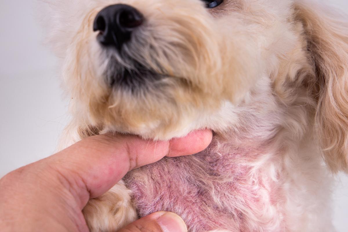 Mi perro tiene manchas negras en la barriga: causas