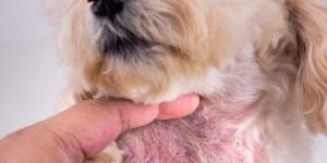 Mi perro tiene manchas negras en la barriga: causas