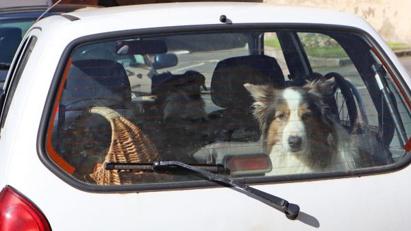 Israel Pérez, veterinario: “Dejar que tu perro mire por la ventanilla puede empeorar el mareo en el coche” - No le des de comer justo antes del viaje: el consejo veterinario para reducir el mareo en perros