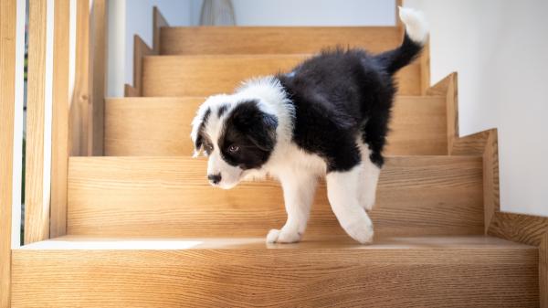 ¿Tu perro es zurdo o diestro? Crean un nuevo test para descubrir cuál es su pata dominante - Así funciona el nuevo test que revela cuál es la pata dominante de un perro