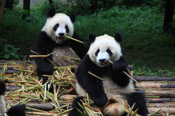 ¿Qué comen los osos pandas? - ¿Cuánto bambú come un panda al día?