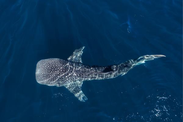 Tiburones en Australia: dónde hay y qué tipos - ¿Dónde hay tiburones en Australia?