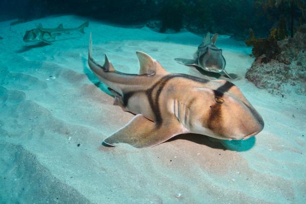 Tiburones en Australia: dónde hay y qué tipos - ¿Hay tiburones en Australia?