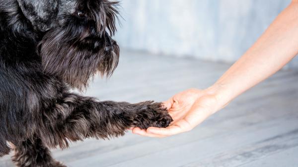 ¿Tu perro es zurdo o diestro? Crean un nuevo test para descubrir cuál es su pata dominante - La mayoría de perros sí tienen una pata dominante y los resultados sorprenden