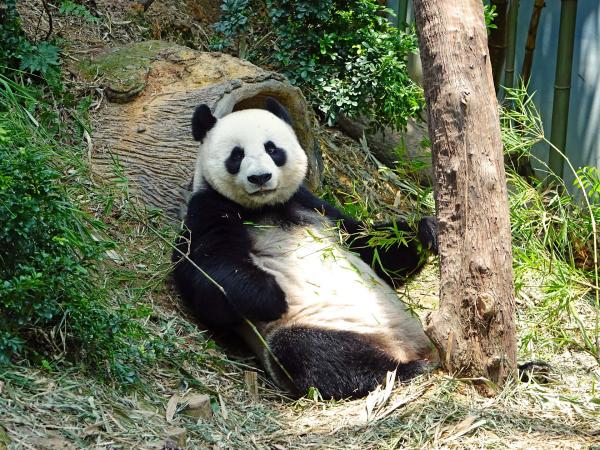 ¿Qué comen los osos pandas? - ¿Los pandas comen solo bambú?