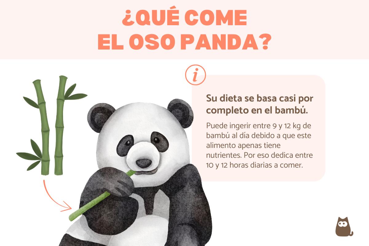 ¿Qué comen los osos pandas?