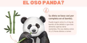 ¿Qué comen los osos pandas?