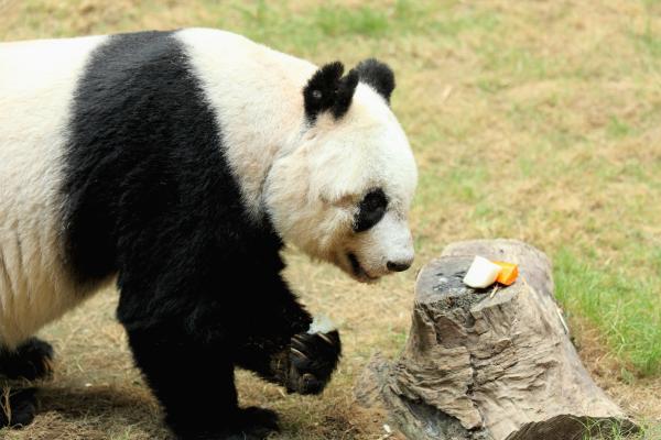 ¿Qué comen los osos pandas? - ¿Qué comen los pandas en cautiverio?