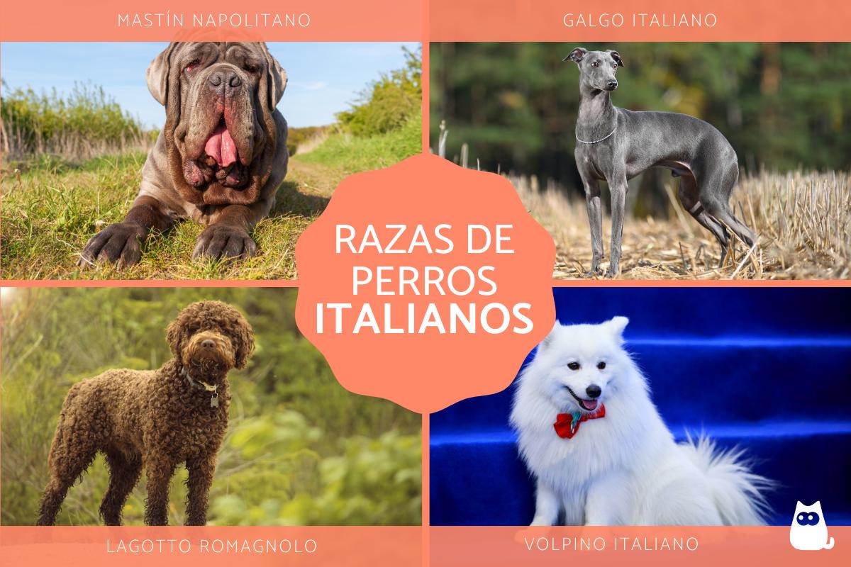 Razas de perros italianos