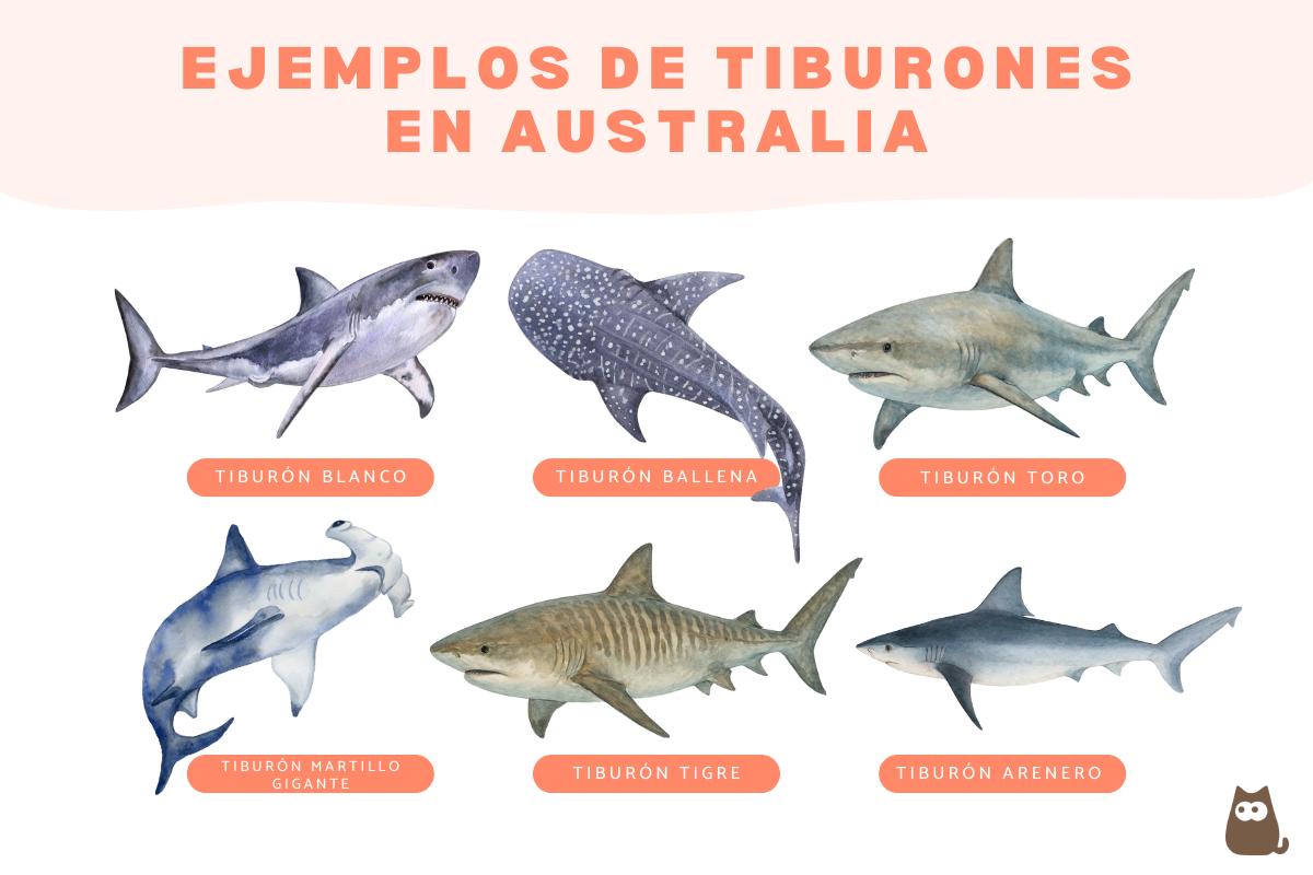 Tiburones en Australia: dónde hay y qué tipos