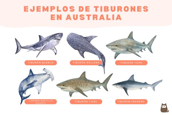 Tiburones en Australia: dónde hay y qué tipos