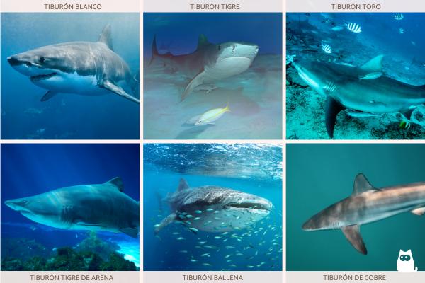 Tiburones en Australia: dónde hay y qué tipos - Tipos de tiburones en Australia