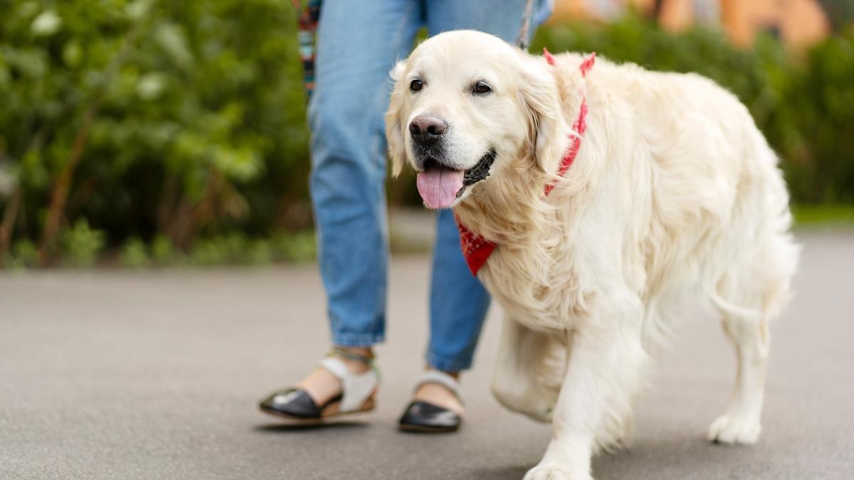 ¿Tu perro es zurdo o diestro? Crean un nuevo test para descubrir cuál es su pata dominante