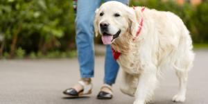 ¿Tu perro es zurdo o diestro? Crean un nuevo test para descubrir cuál es su pata dominante