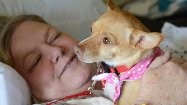 Rescatan a una chihuahua de apenas 6 semanas de vida de un contenedor de basura y años después se convierte en perra de terapia y una estrella del deporte canino - Así ayudaba Ivy a los pacientes durante sus visitas al hospital