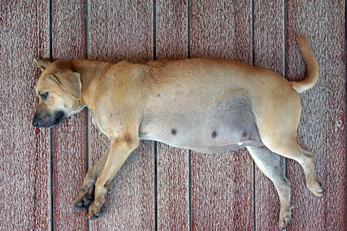 ¿Cómo saber si mi perra no puede parir?