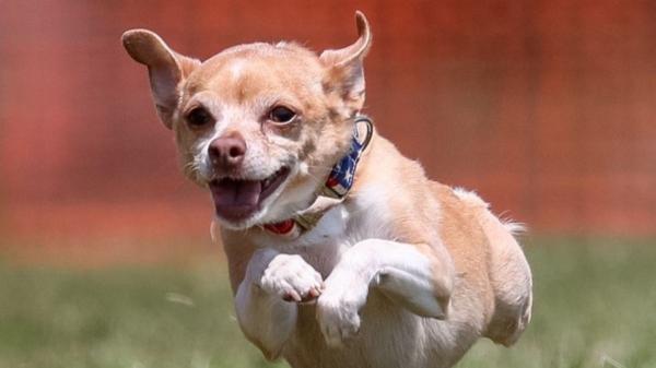 Rescatan a una chihuahua de apenas 6 semanas de vida de un contenedor de basura y años después se convierte en perra de terapia y una estrella del deporte canino - Jennifer retiró a Ivy del hospital y descubrió su talento para el deporte