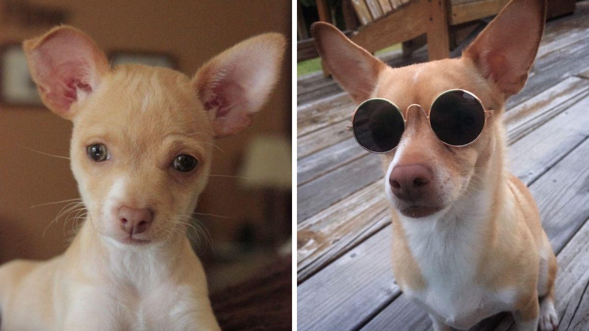 Rescatan a una chihuahua de apenas 6 semanas de vida de un contenedor de basura y años después se convierte en perra de terapia y una estrella del deporte canino
