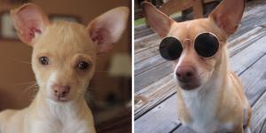 Rescatan a una chihuahua de apenas 6 semanas de vida de un contenedor de basura y años después se convierte en perra de terapia y una estrella del deporte canino