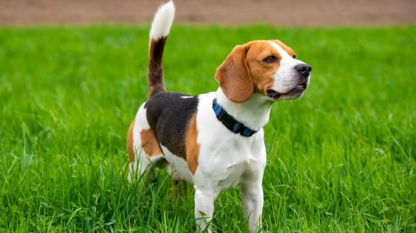 Tipos de beagle, ¿realmente existen? La verdad que pocos conocen - Beagle americano: más pequeño y ágil