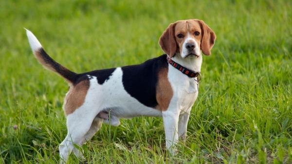 Tipos de beagle, ¿realmente existen? La verdad que pocos conocen - Beagle europeo: la variante más grande
