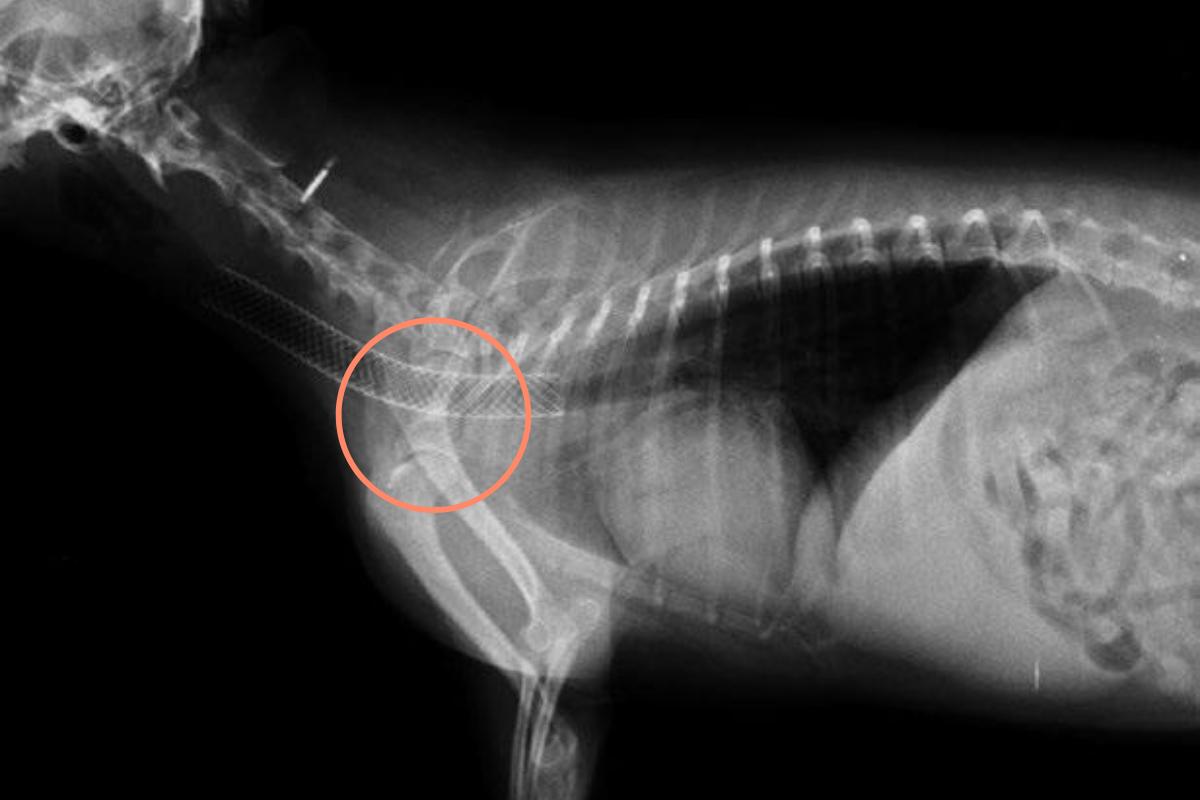 Colapso traqueal en gatos - Causas, síntomas y tratamiento