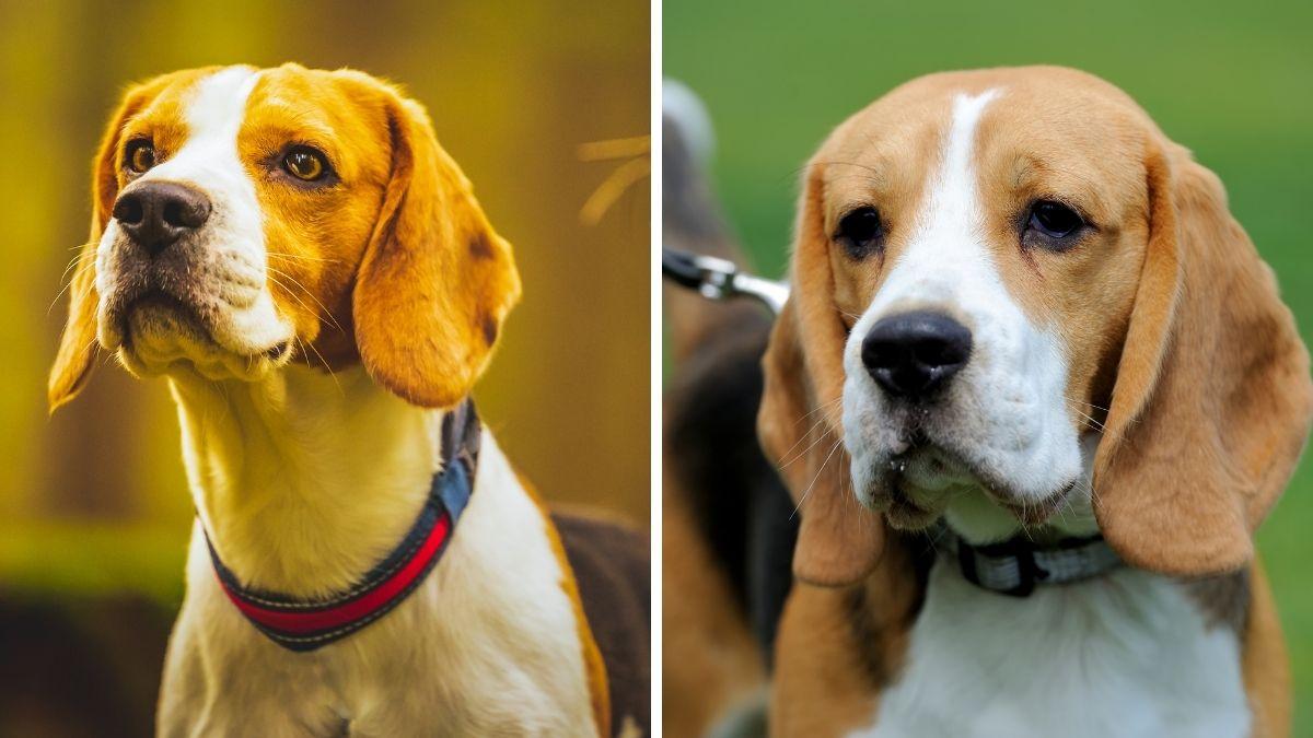 Tipos de beagle, ¿realmente existen? La verdad que pocos conocen