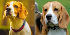 Tipos de beagle, ¿realmente existen? La verdad que pocos conocen