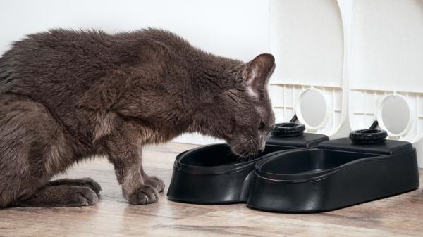 Qué es el bisfenol A y por qué los gatos de interior lo tienen en mayor cantidad: ¿deberías preocuparte? - Así es como el hogar concentra BPA en los gatos de interior
