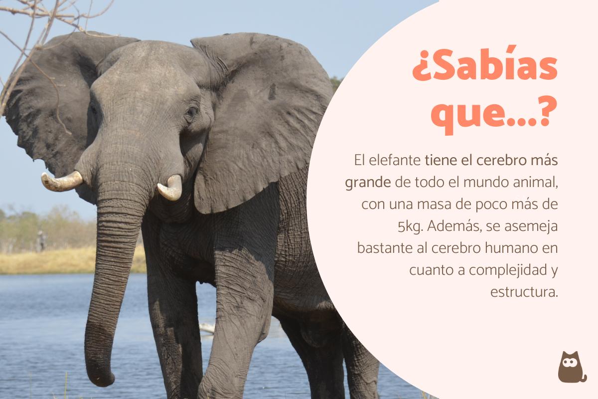 Curiosidades de los elefantes